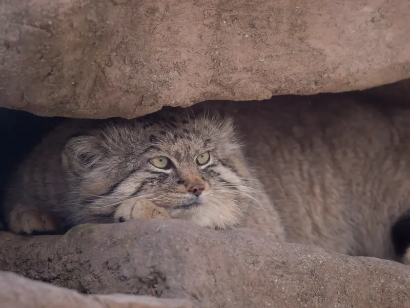A photograph of Lotos in Saitama Children's Zoo