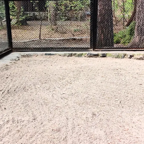 A photograph of a Pallas's cat in Novosibirsk Zoo