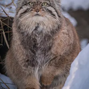 A photograph of Khvostik in Novosibirsk Zoo