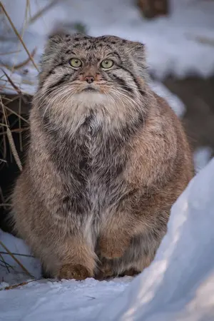 A photograph of Khvostik in Novosibirsk Zoo