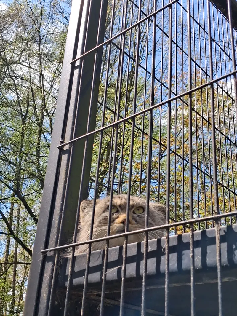 Sharing a birthday with manuls 😻