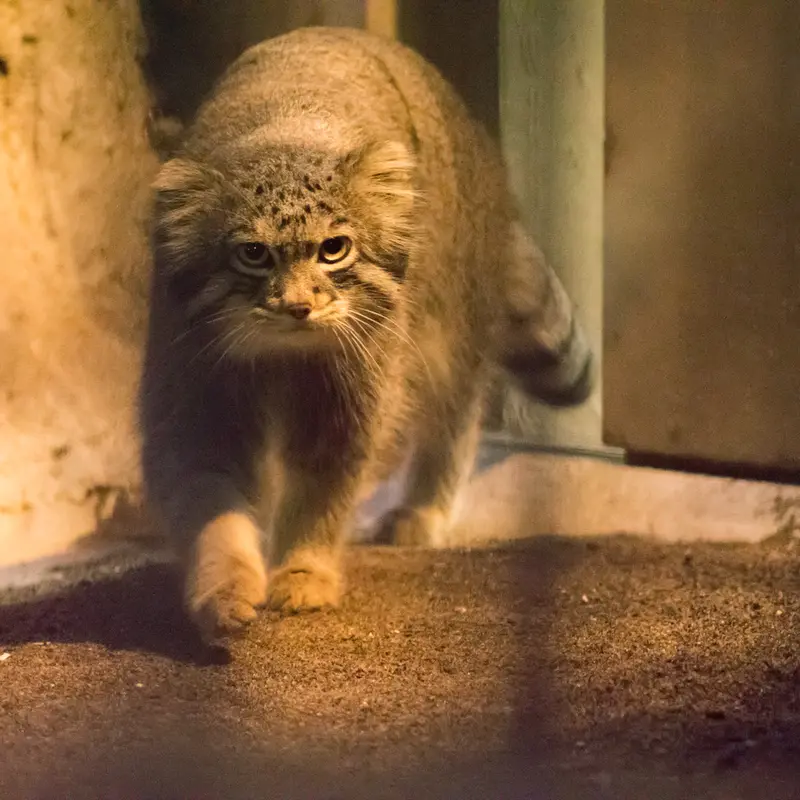 A photograph of Figa in Nogeyama Zoo