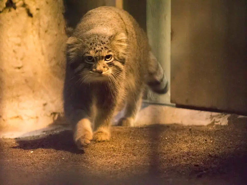 A photograph of Figa in Nogeyama Zoo