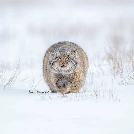 A photograph of a Pallas's cat