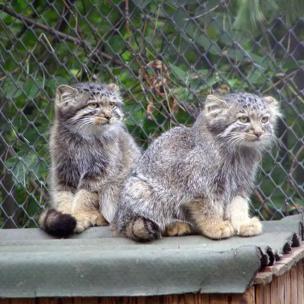 A photograph of a Pallas's cat in Novosibirsk Zoo