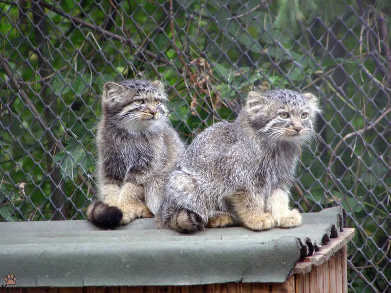 A photograph of a Pallas's cat in Novosibirsk Zoo