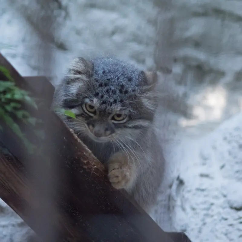 A photograph of Figa in Nogeyama Zoo