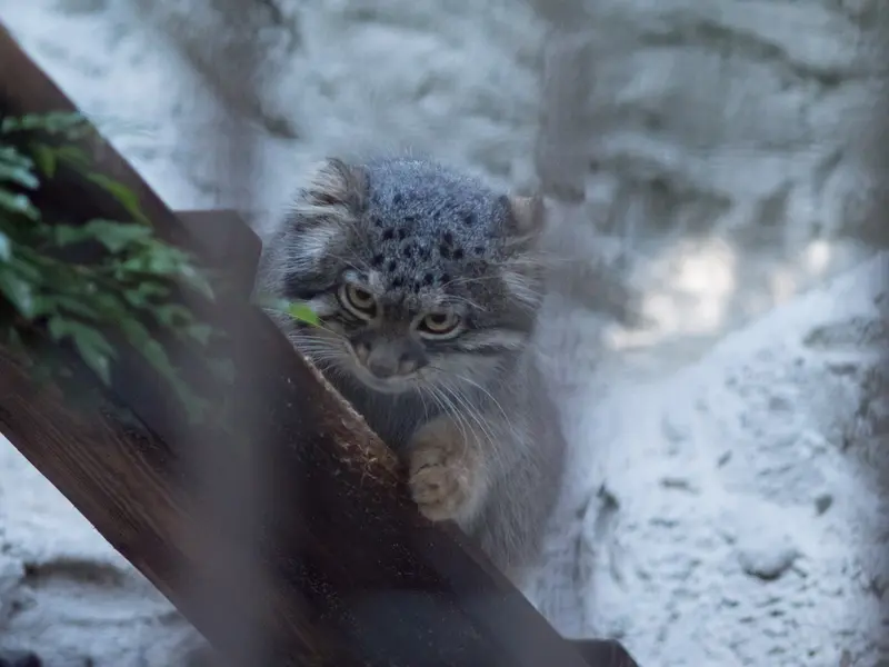A photograph of Figa in Nogeyama Zoo