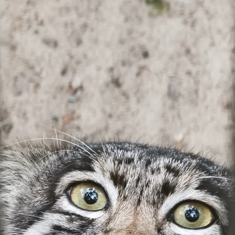 A photograph of Grey in Novosibirsk Zoo