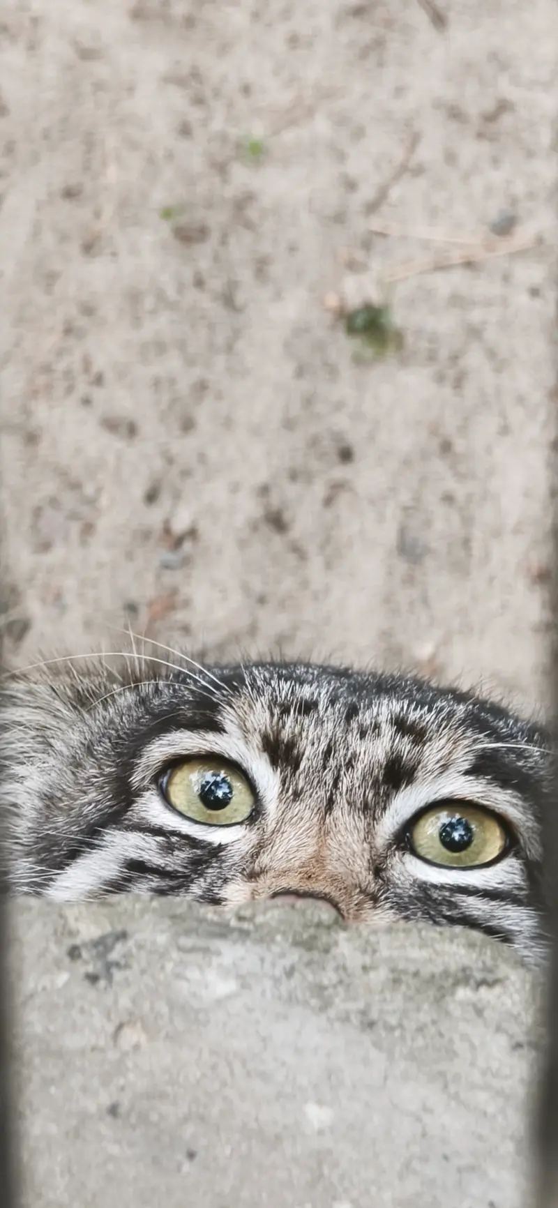A photograph of Grey in Novosibirsk Zoo