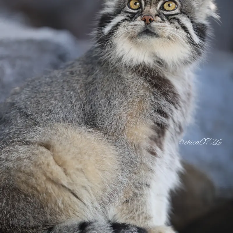 A photograph of Grusha in Asahiyama Zoo