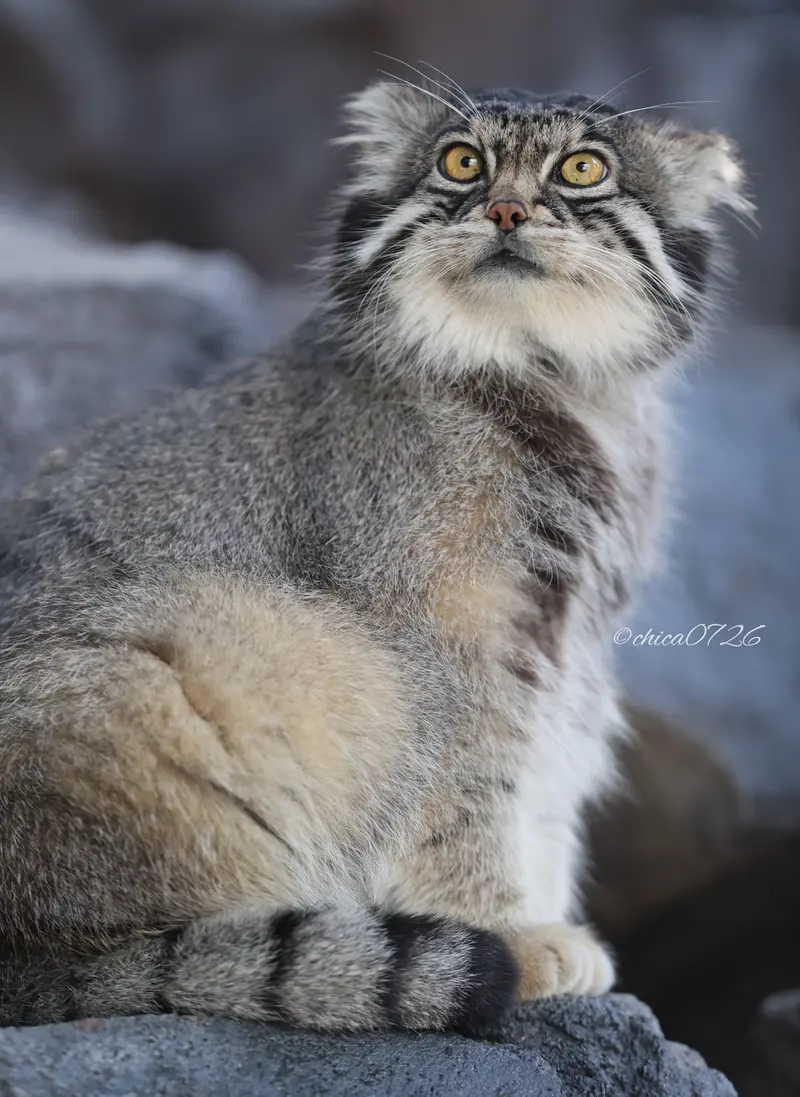 A photograph of Grusha in Asahiyama Zoo