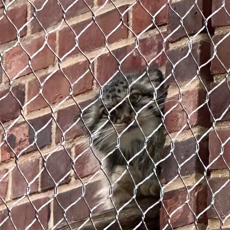 A photograph of a Pallas&#039;s cat in Prospect Park Zoo