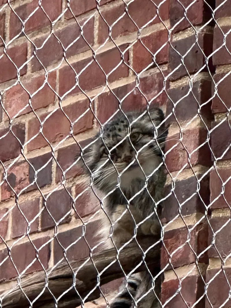 A photograph of a Pallas&#039;s cat in Prospect Park Zoo