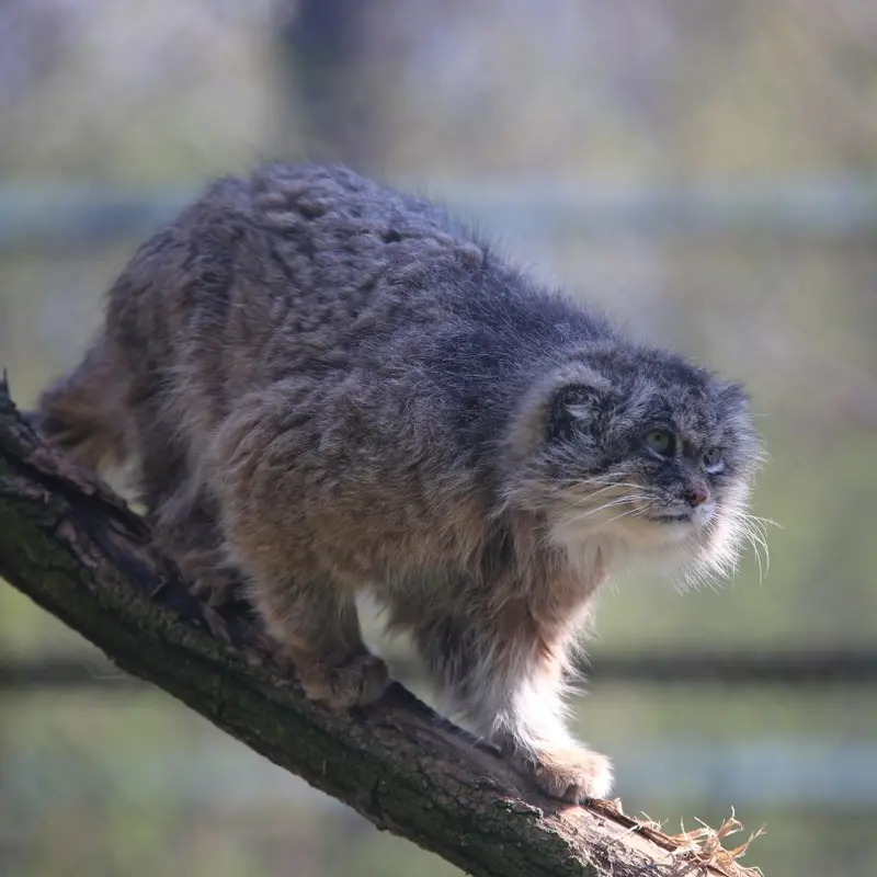 A photograph of Pazzo in Łódź Zoo