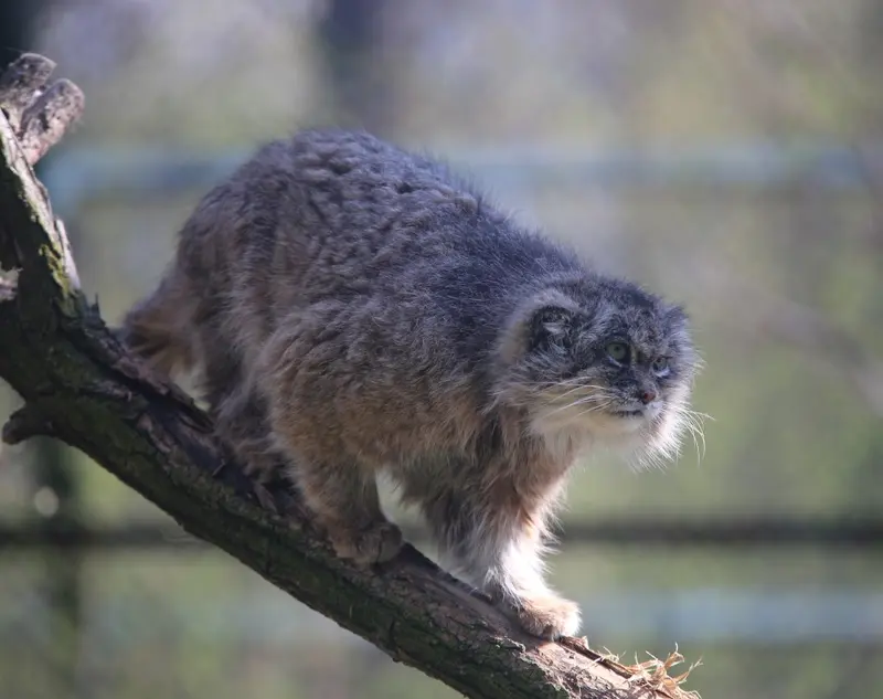 A photograph of Pazzo in Łódź Zoo