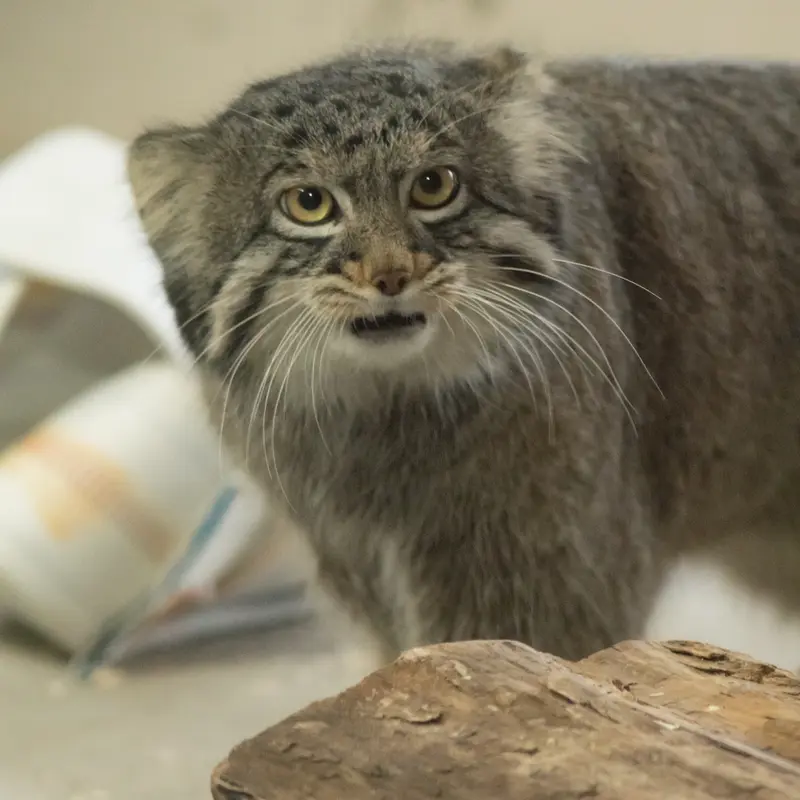 A photograph of Figa in Nogeyama Zoo