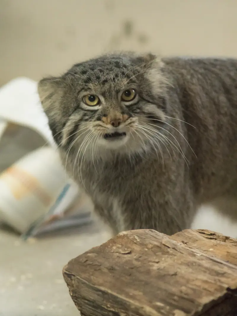 A photograph of Figa in Nogeyama Zoo