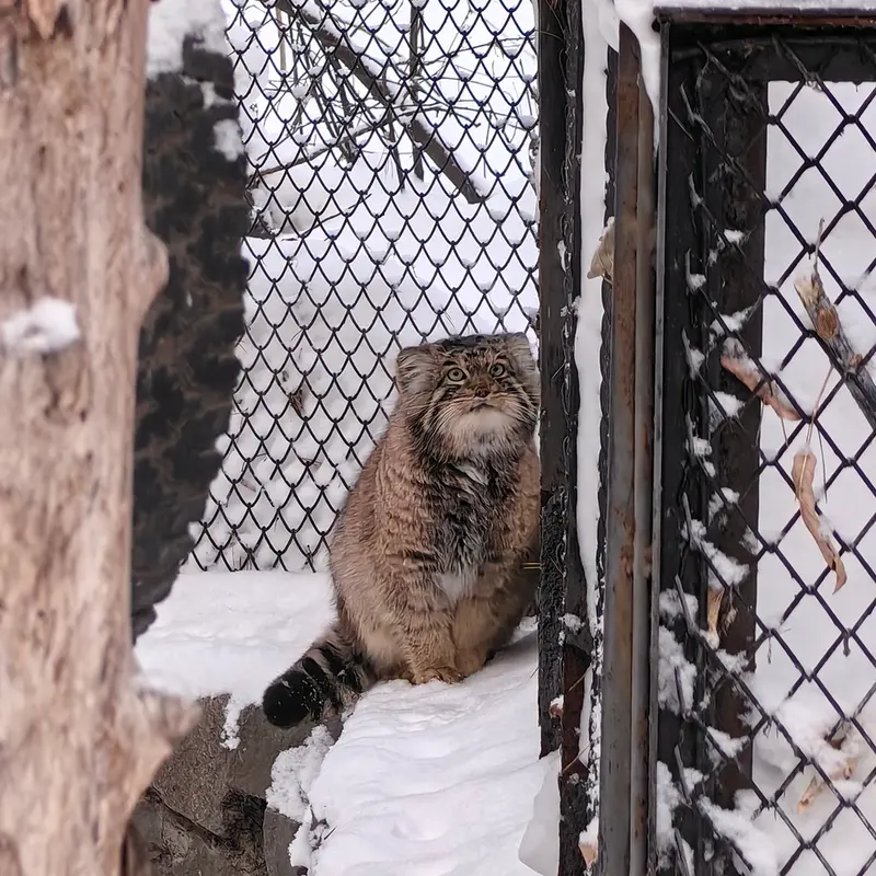A photograph of Achi in Novosibirsk Zoo
