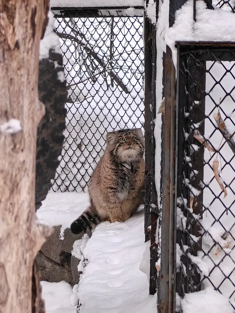 A photograph of Achi in Novosibirsk Zoo