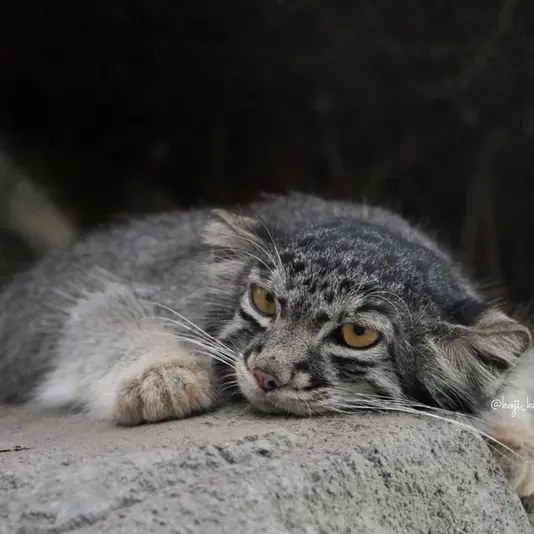A photograph of Nar in Kobe Animal Kingdom
