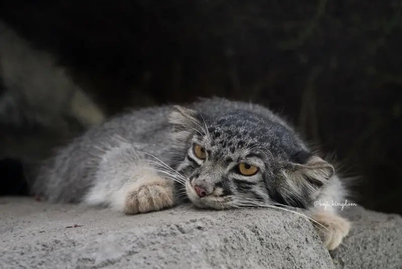 A photograph of Nar in Kobe Animal Kingdom