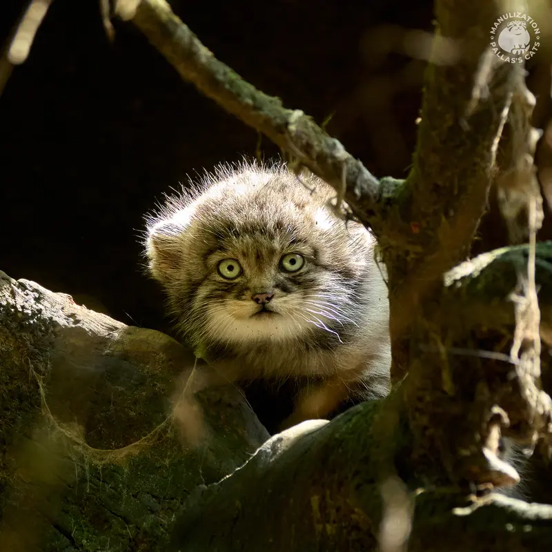 A photograph of Tuya in Parco Faunistico La Torbiera