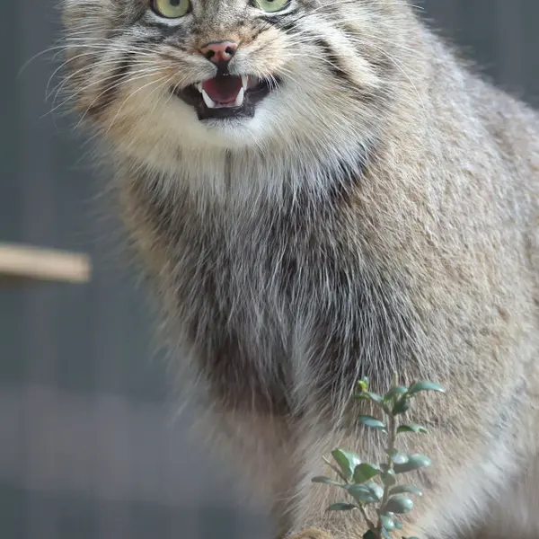 A photograph of Yasu in Higashiyama Zoo and Botanical Gardens
