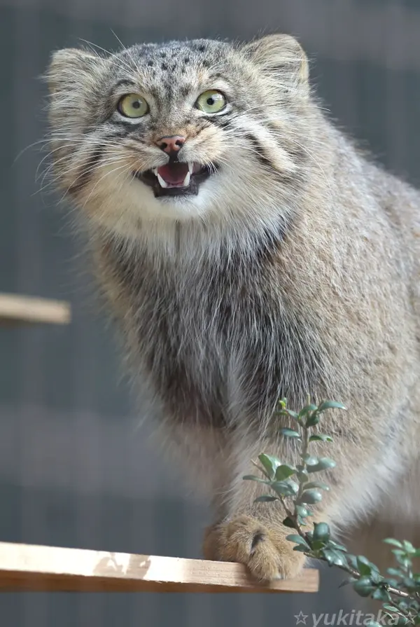A photograph of Yasu in Higashiyama Zoo and Botanical Gardens