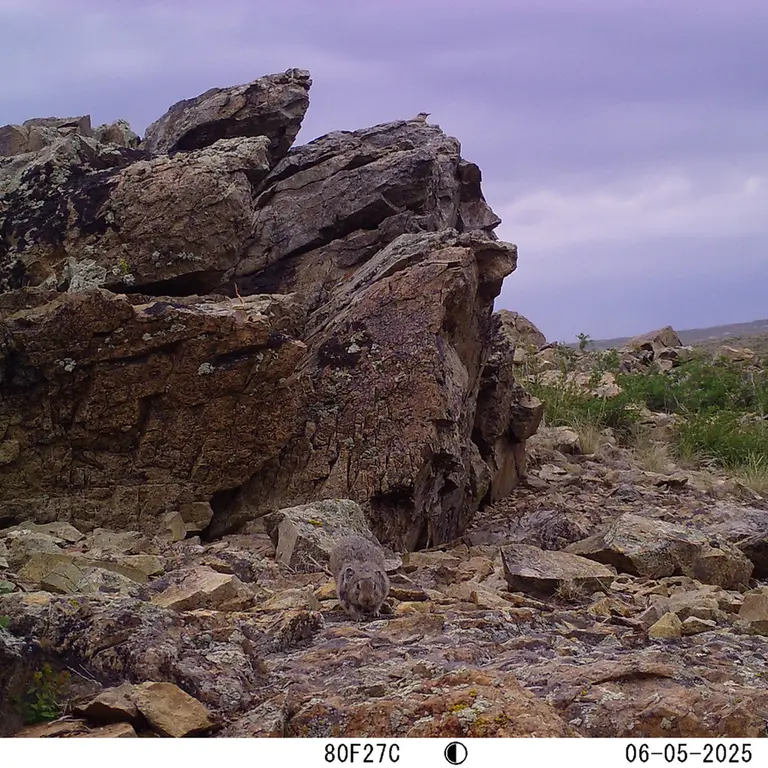 A photograph of Kazakh pika from Karashoky [new] camera trap