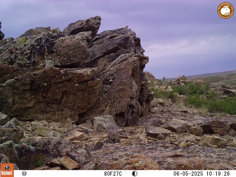 A photograph of Kazakh pika from Karashoky [new] camera trap