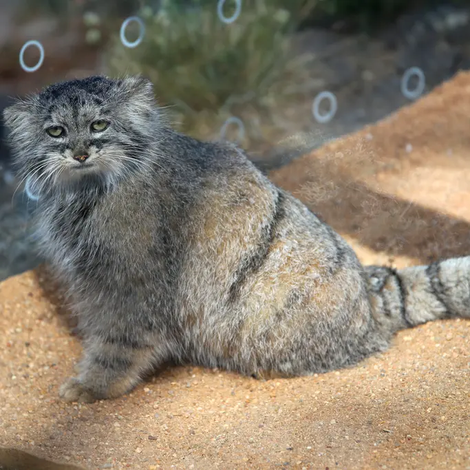 A photograph of Prinsessa in Prague Zoo