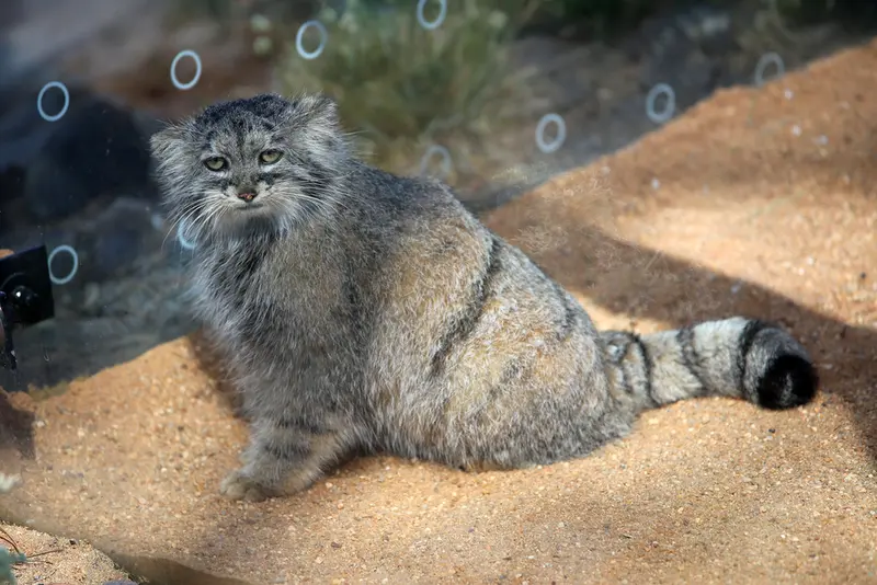 A photograph of Prinsessa in Prague Zoo