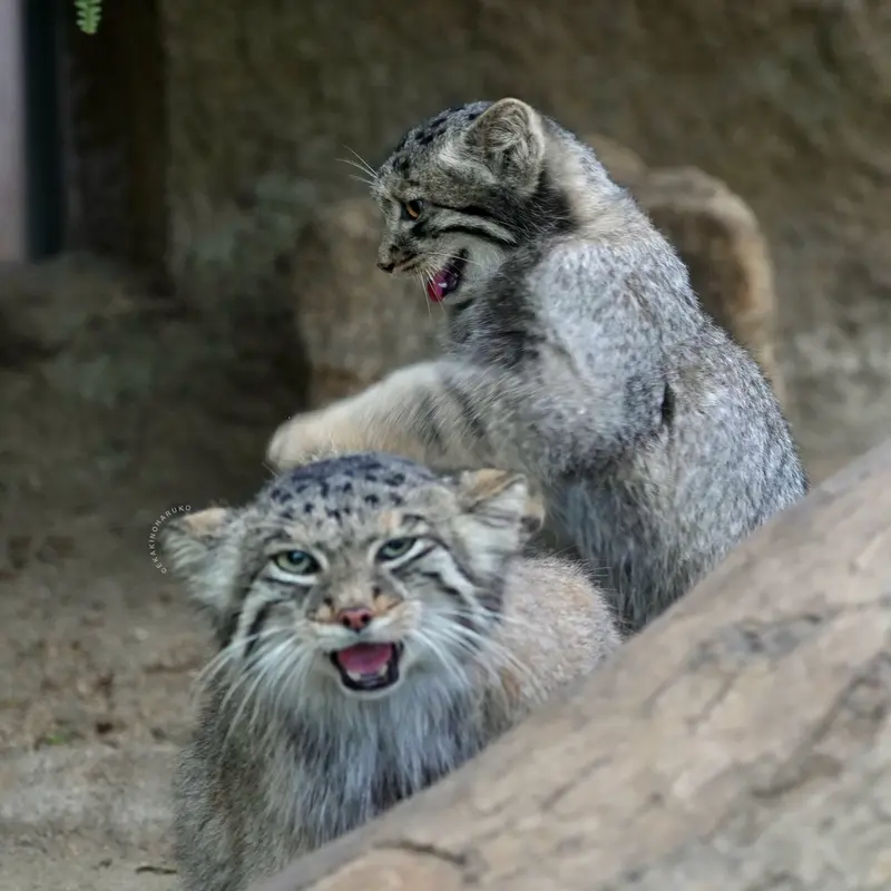 A photograph of Az in Kobe Animal Kingdom