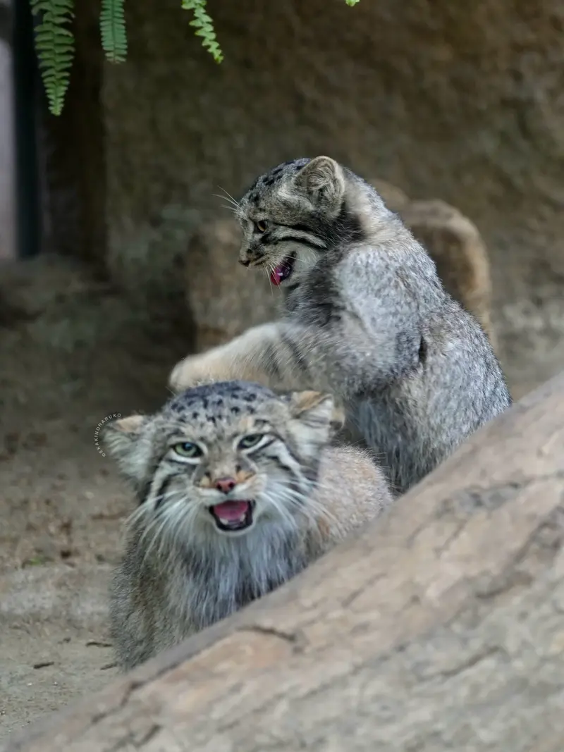 A photograph of Az in Kobe Animal Kingdom