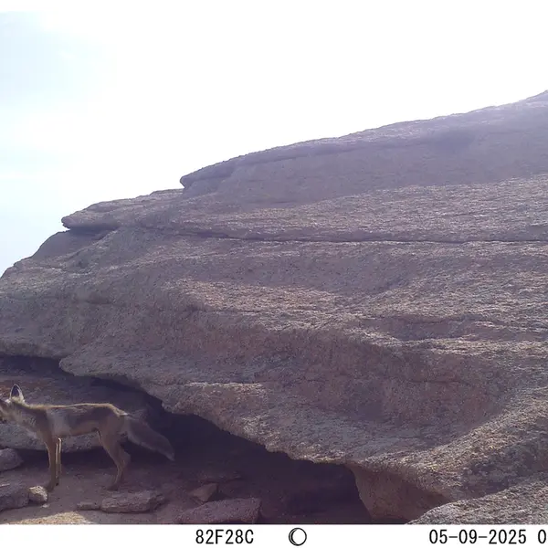A photograph of Red fox from Bektauata 1 camera trap