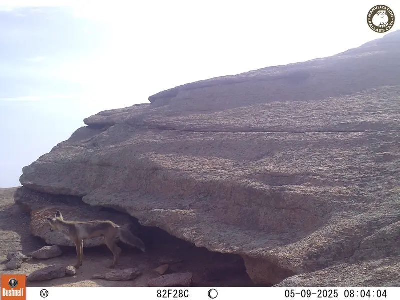 A photograph of Red fox from Bektauata 1 camera trap