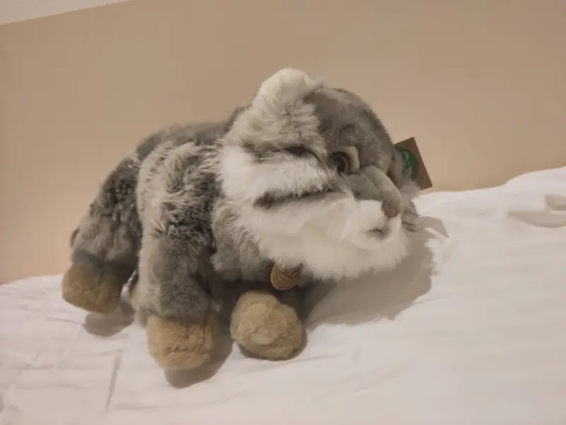 A photograph of a Pallas's cat