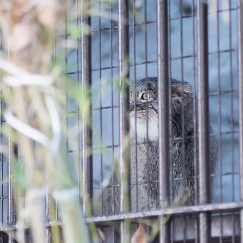 A photograph of Figa in Nogeyama Zoo
