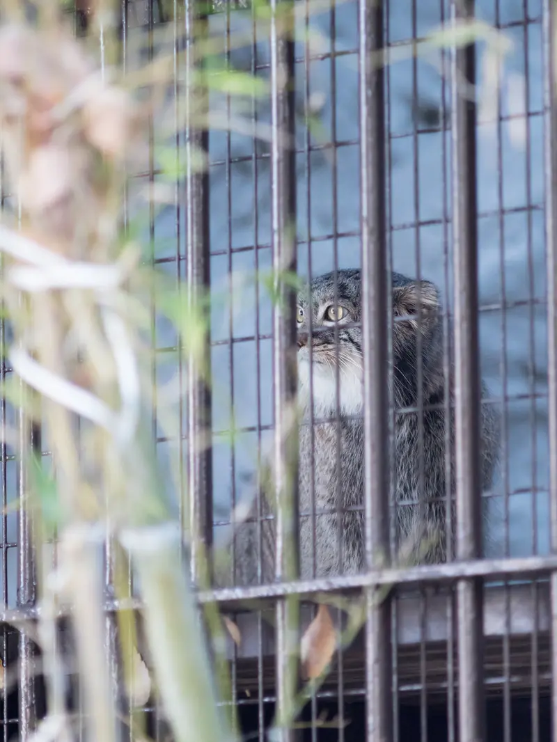 A photograph of Figa in Nogeyama Zoo