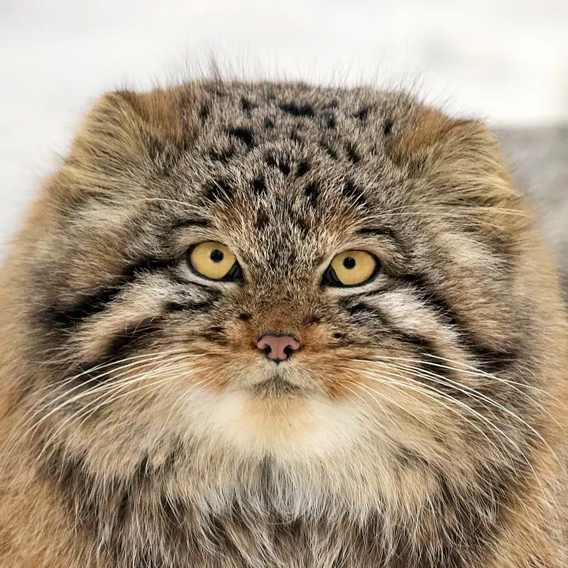 Akkem the Pallas's cat from Novosibirsk Zoo