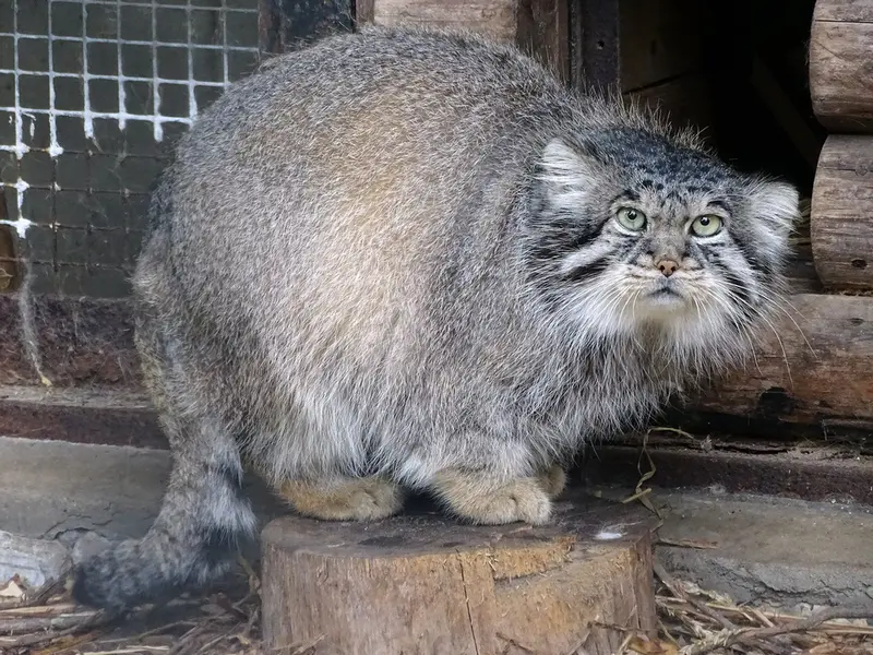 A photograph of Bjorn in Riga Zoo