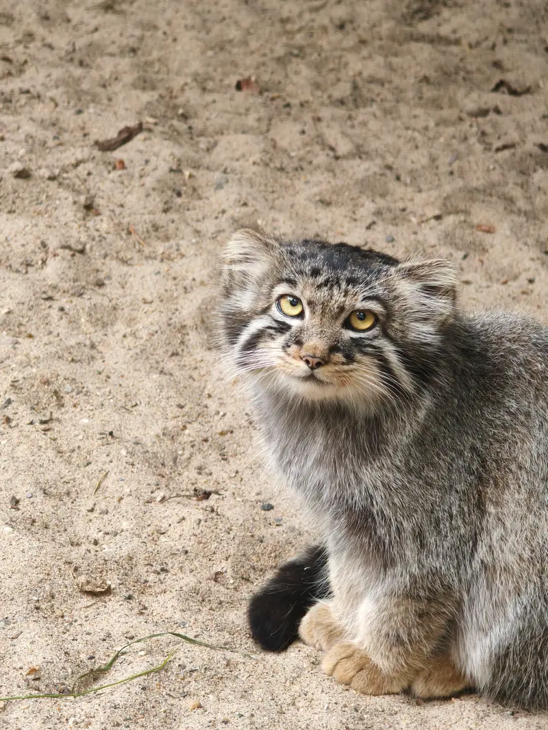 A photograph of a Pallas's cat in Novosibirsk Zoo