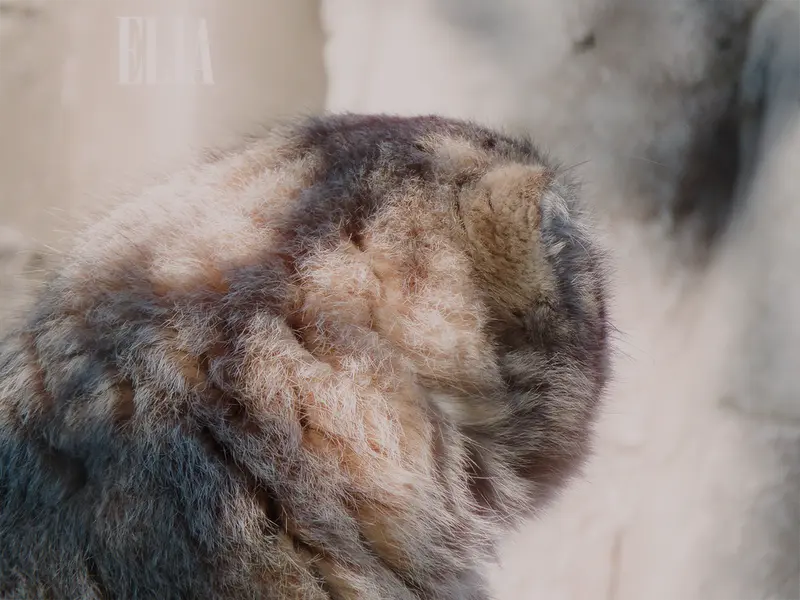 A photograph of Olaf in Calgary Zoo / Wilder Institute
