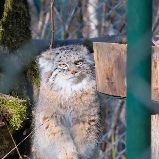 A photograph of Pluschi in Hellabrunn zoo