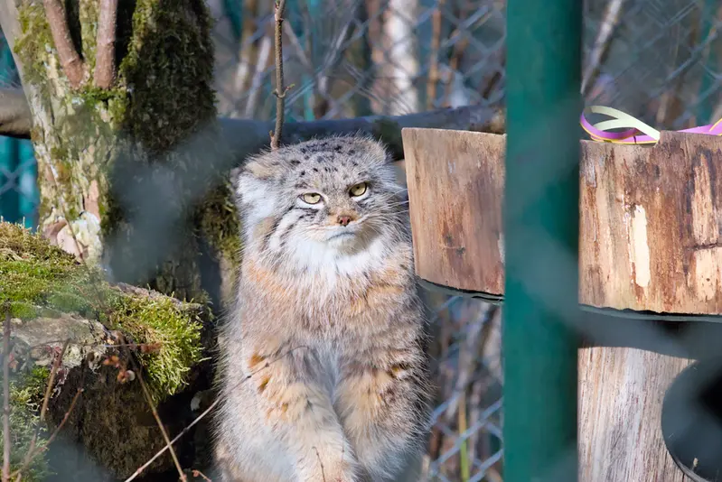 A photograph of Pluschi in Hellabrunn zoo