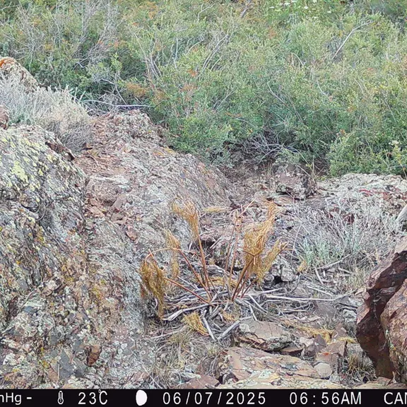 A photograph of Red fox from Zhundy 3 [new] camera trap