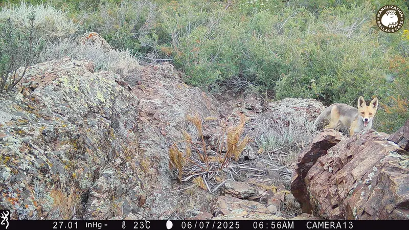 A photograph of Red fox from Zhundy 3 [new] camera trap