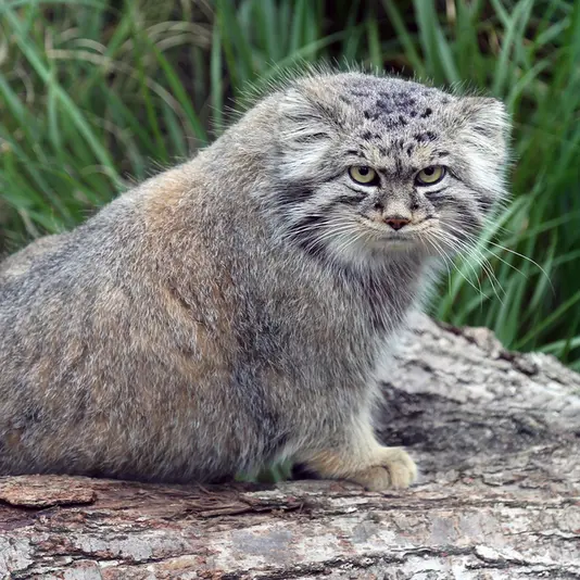 A photograph of Kubi in Wrocław Zoo