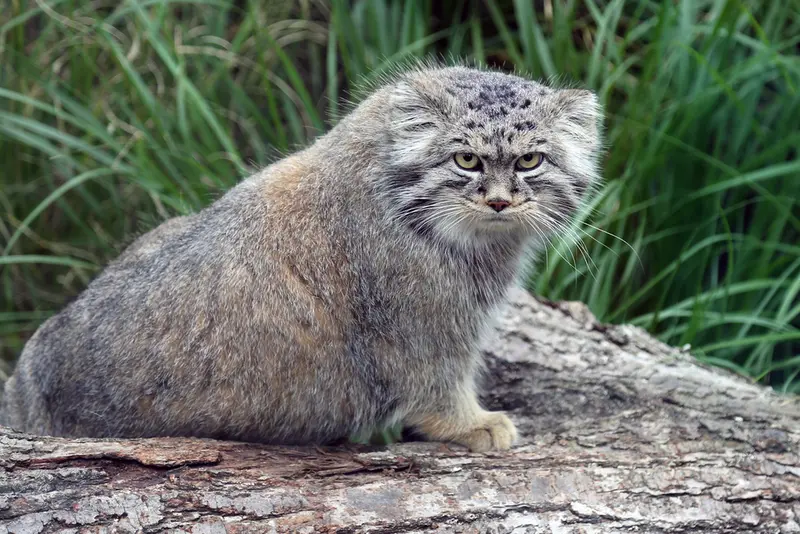 A photograph of Kubi in Wrocław Zoo